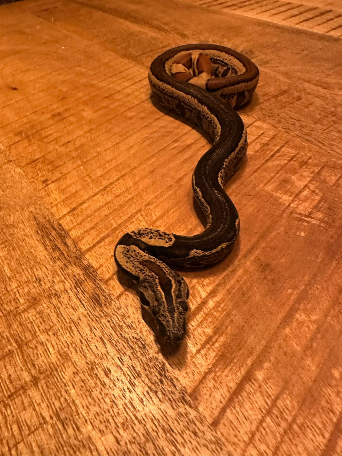 Boa imperator IMG Jungle CB 2024 Boa Constrictor photo 3