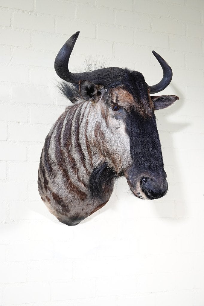 taxidermy wildebeest gnu 15 in voorraad diverse houdingen, Ophalen, Zo goed als nieuw, Hert, Gewei of Kop