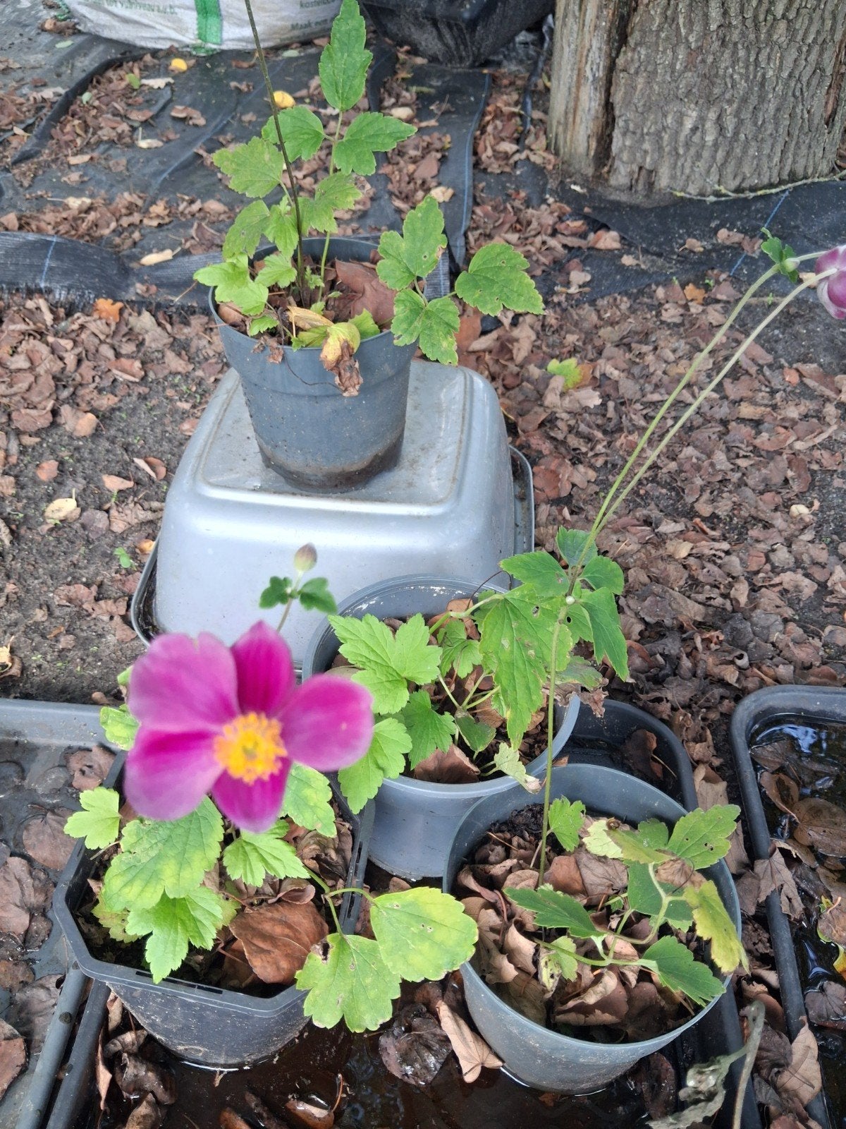 Roze Anemoon (Herfstanemoon) - Vaste plant, Overige soorten, Vaste plant, Ophalen of Verzenden, Halfschaduw