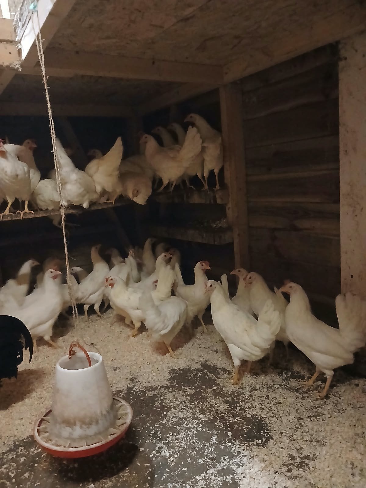 witte leghorn, leghennen, legkippen, Dieren en Toebehoren, Vrouwelijk, Kip