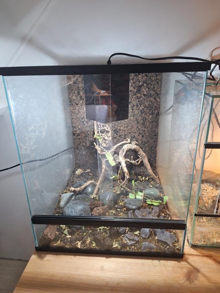 Terrarium 40x50x48, Ophalen, Zo goed als nieuw, Terrarium of Paludarium