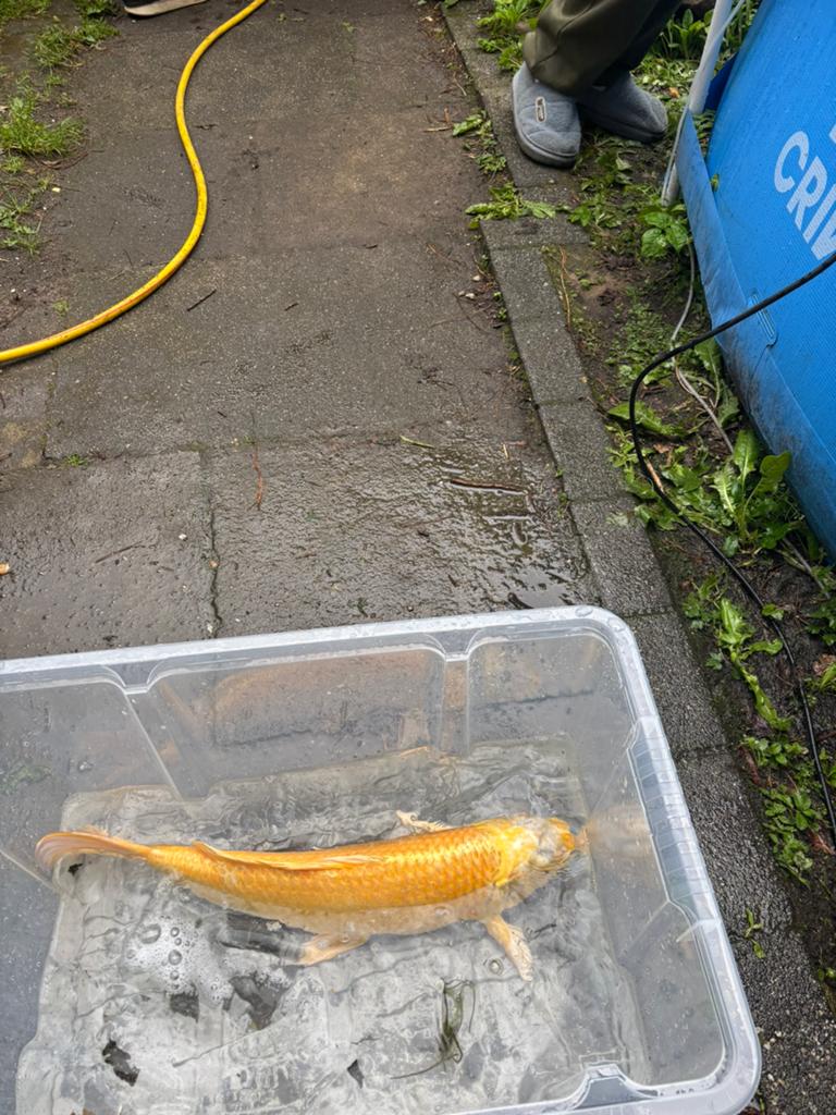 Mooie gezonde koi te koop, Karper of Koi