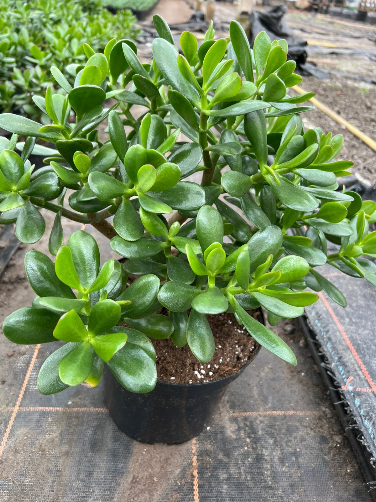 Crassula ovata pot23, Ophalen of Verzenden, Halfschaduw, Minder dan 100 cm