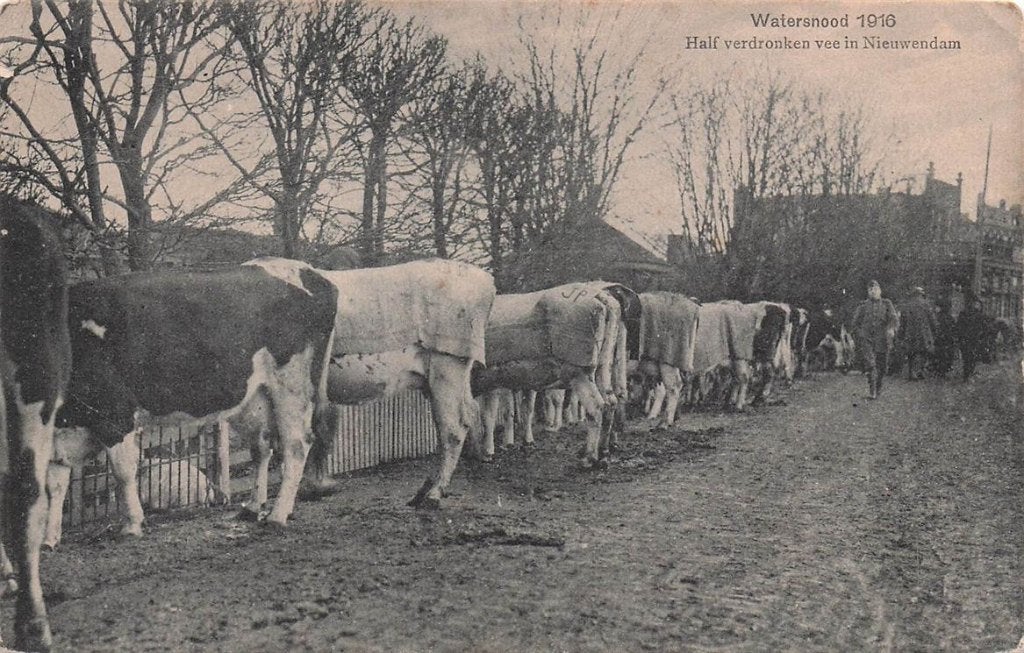 703-372-047 Watersnood 1916 half verdronken vee in Nieuwend, Verzenden, Voor 1920, Noord-Brabant
