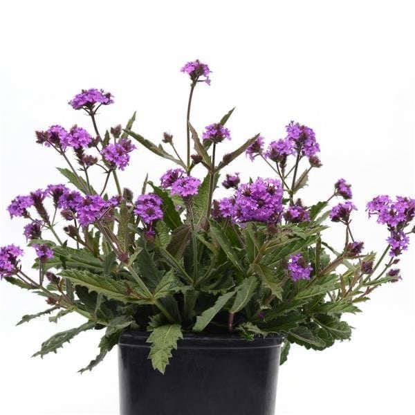 Verbena rigida Santos, Volle zon, Vaste plant, Zomer, Ophalen