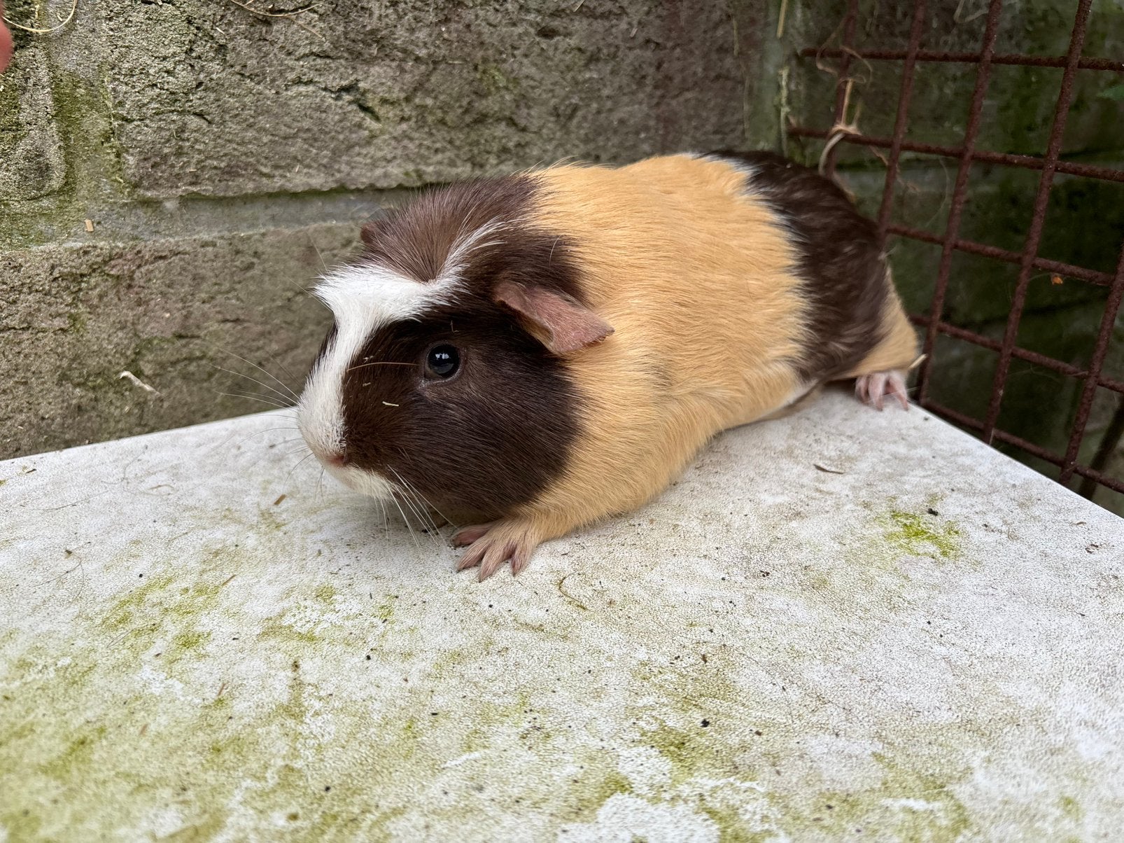Driekleur cavia beertje, Dieren en Toebehoren, Knaagdieren, Januari, Mannelijk, Cavia