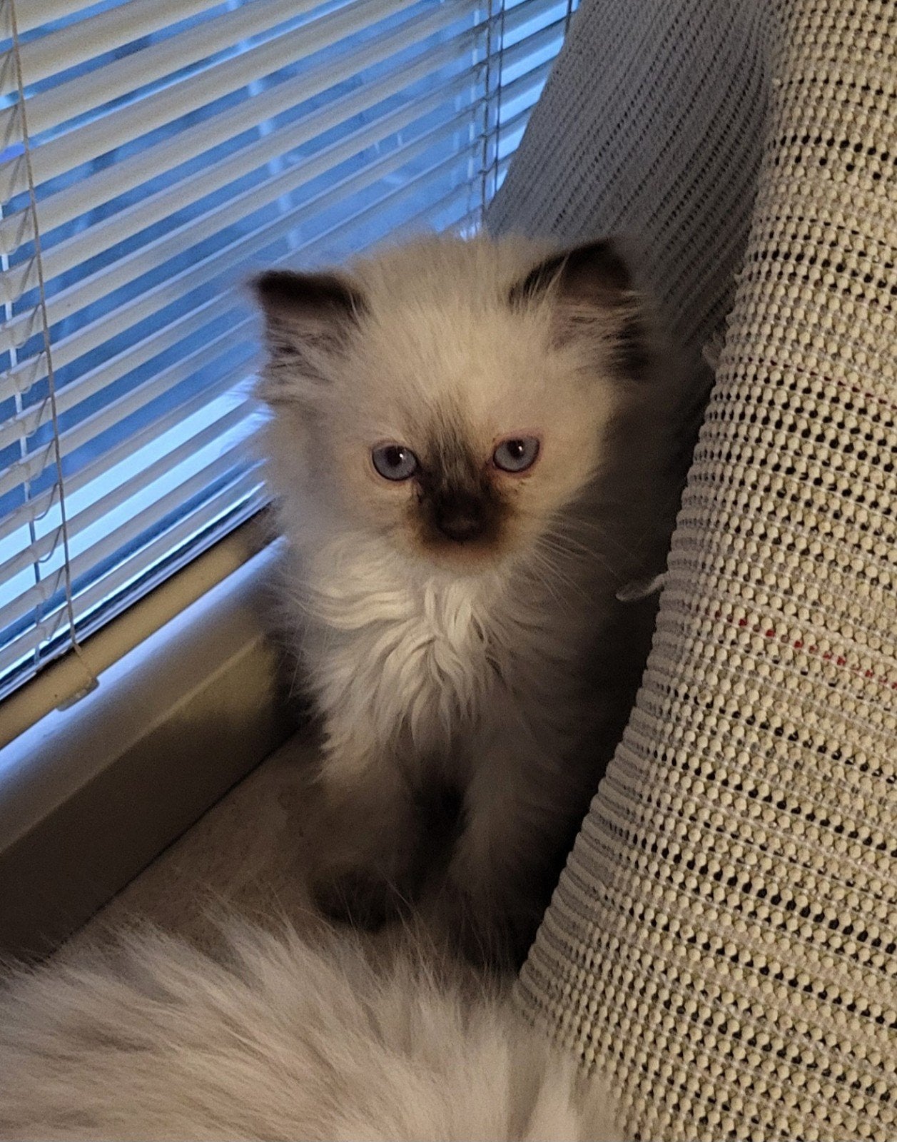Twee mooie ragdol kittens klaar om hun nest te verlaten, Meerdere dieren