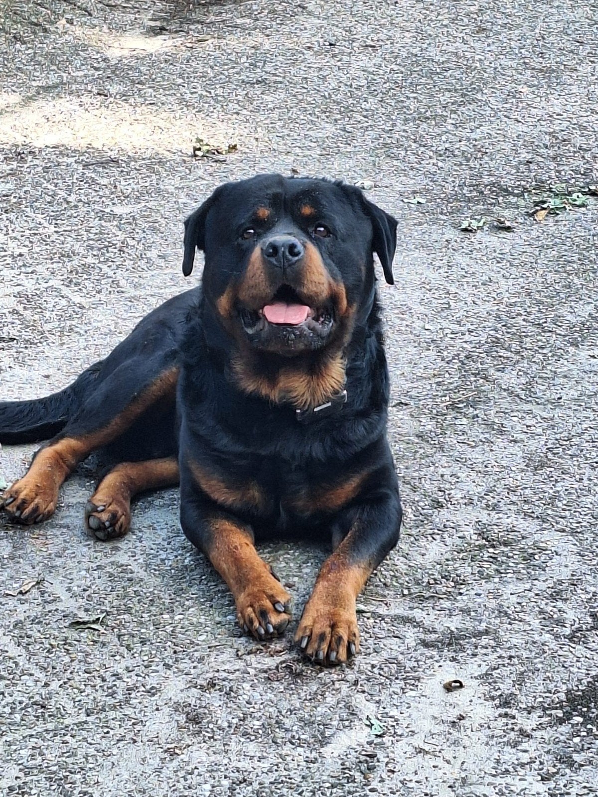 Forse Rottweiler dekreu, Reu, Parvo, Eén hond, 3 tot 5 jaar