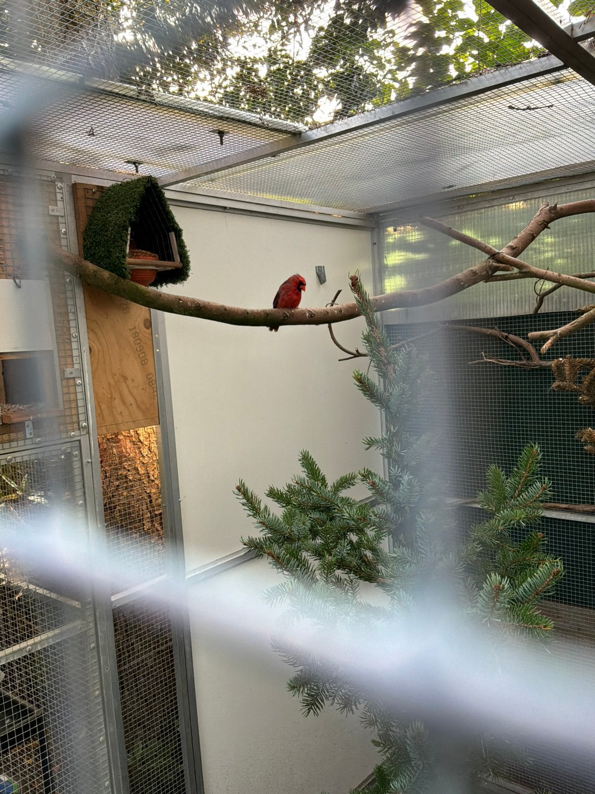 Rode kardinalen, Dieren en Toebehoren, Meerdere dieren, Wildzangvogel, Geringd