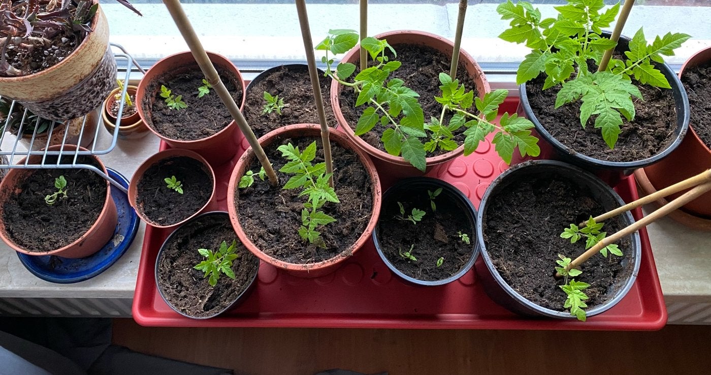 Cherry tomaten plant, Tuin en Terras, Ophalen, Eenjarig, Volle zon