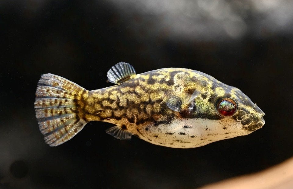 kogelvis carinotetraodon irrubesco koppel, Vis, Zoetwatervis