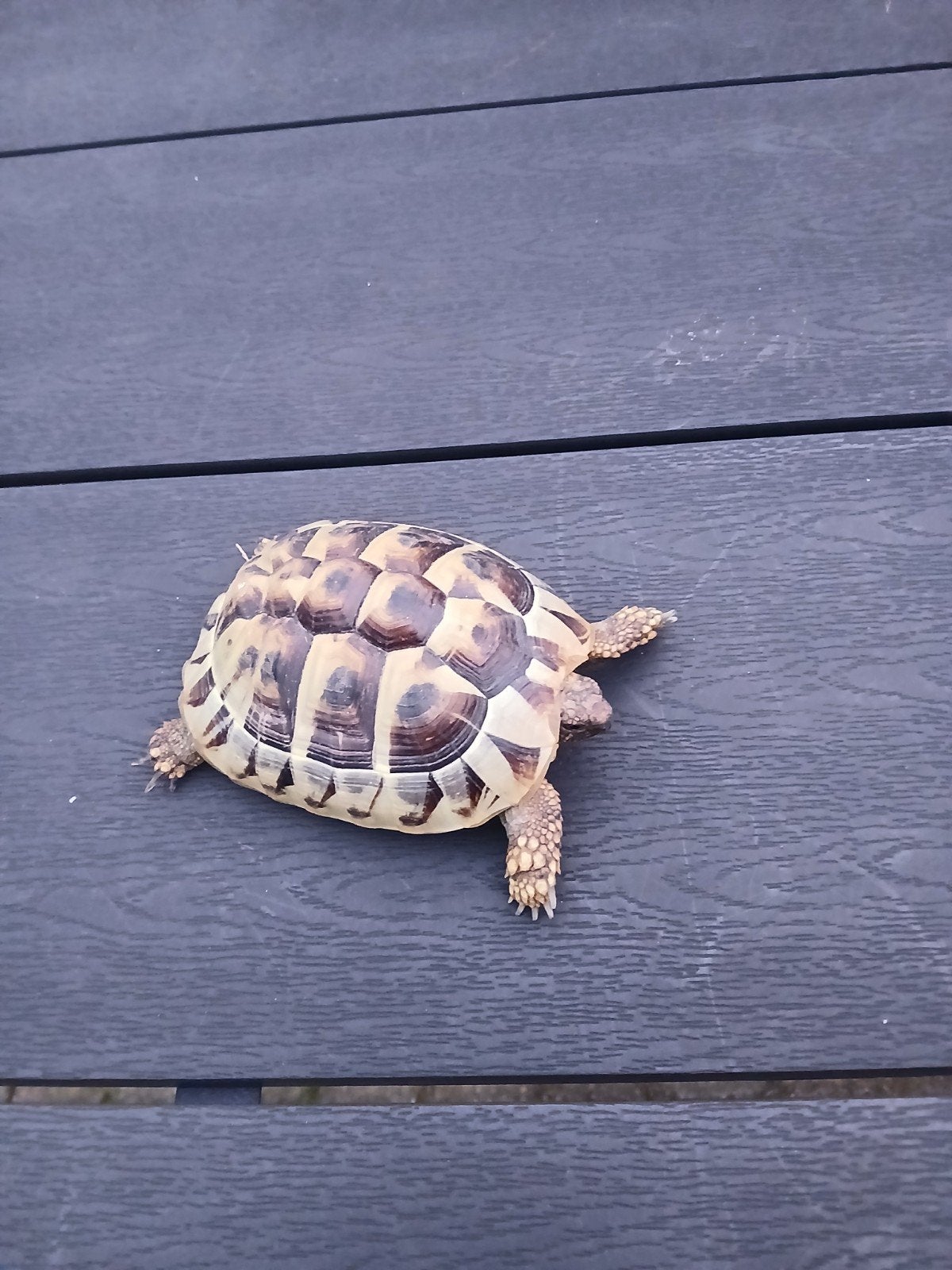 Griekse Landschildpad, 4 jaar oud Tortoise photo 4