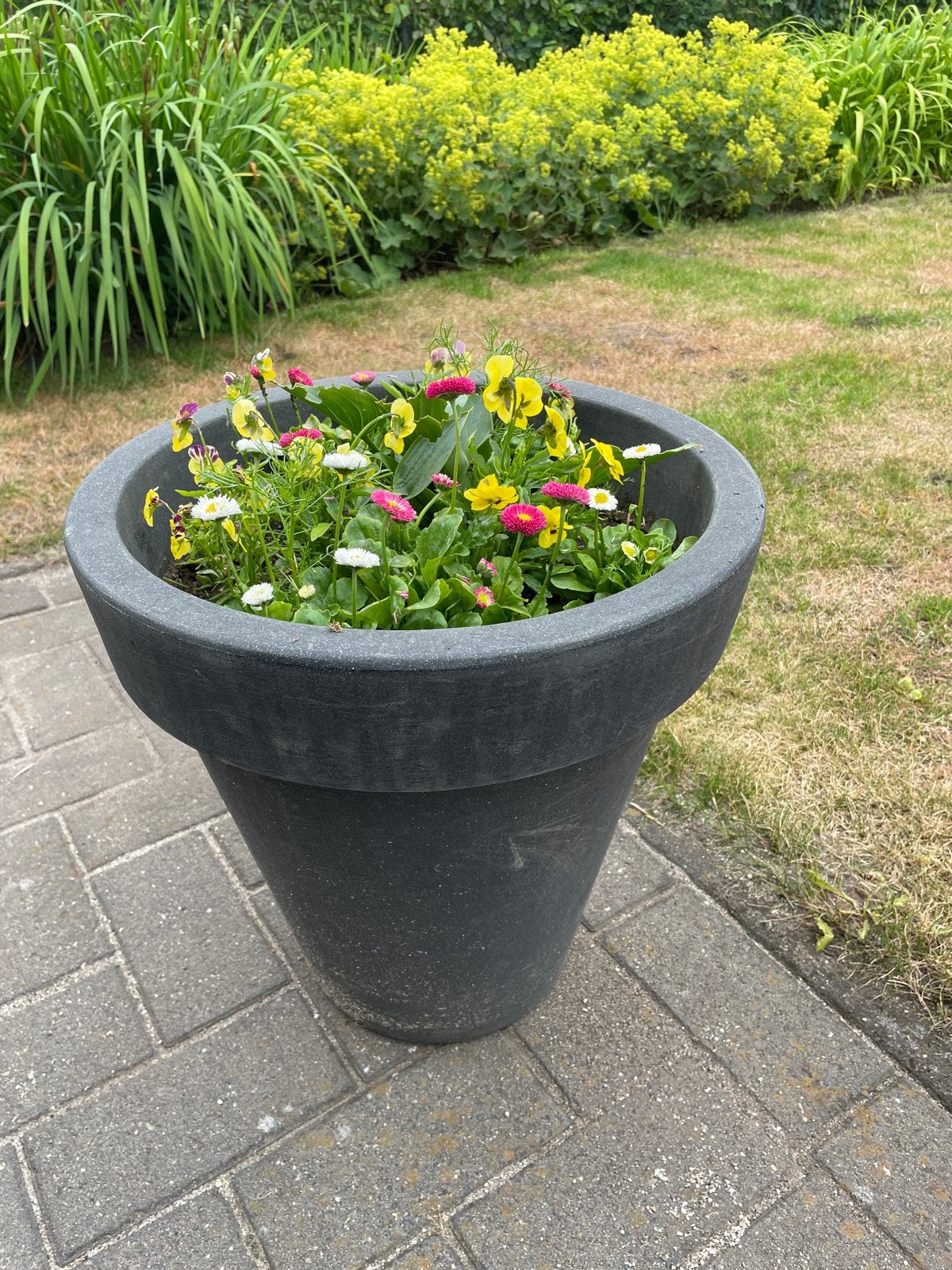 Bloemenmengsel met Aronskelk - Klein, Overige soorten, Eenjarig, Ophalen of Verzenden, Halfschaduw