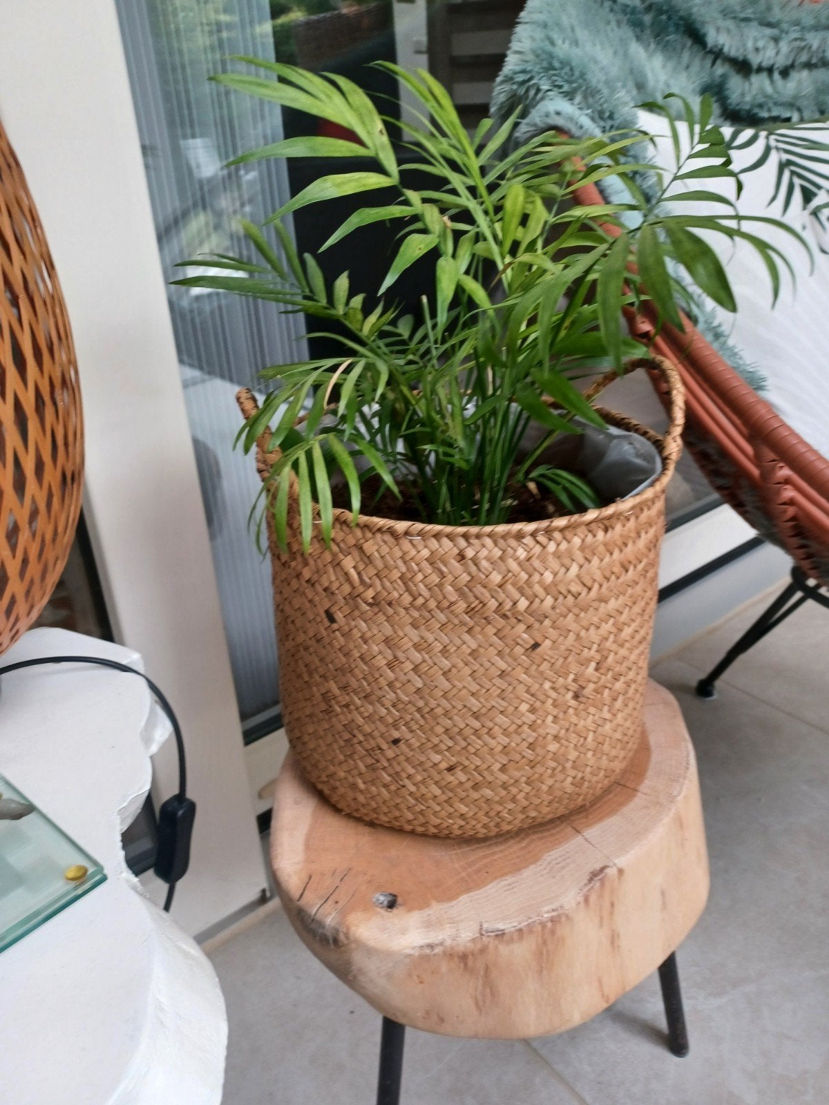 Kleine palm in rieten pot, Ophalen, Palm, Halfschaduw, In pot