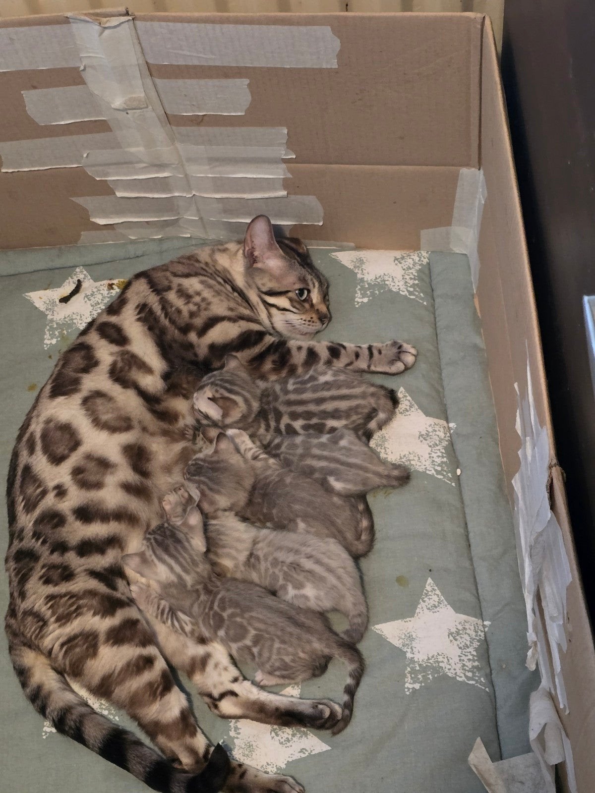 Bengaal kittens snow mink spotted, Meerdere dieren, Gechipt