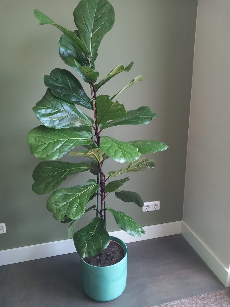 Ficus Lyrata (Tabaksplant), Ophalen, Ficus, Halfschaduw, Minder dan 100 cm