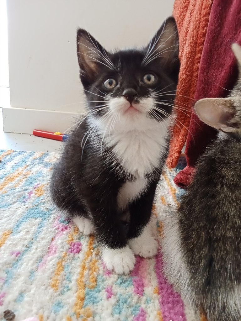 Lieve zwart wit kitten van 7 weken zoekt huisje, Dieren en Toebehoren, Poes, Kortharig, 0 tot 2 jaar