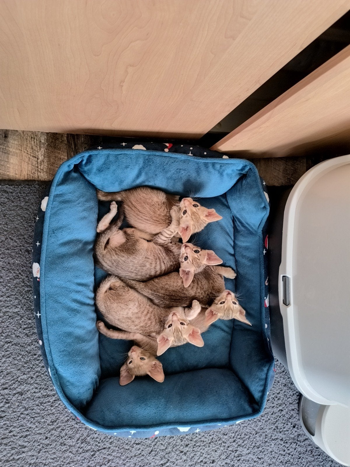 Kittens, Ooster korthaar kittens, oriental kittens, Meerdere dieren, Ontwormd, 0 tot 2 jaar
