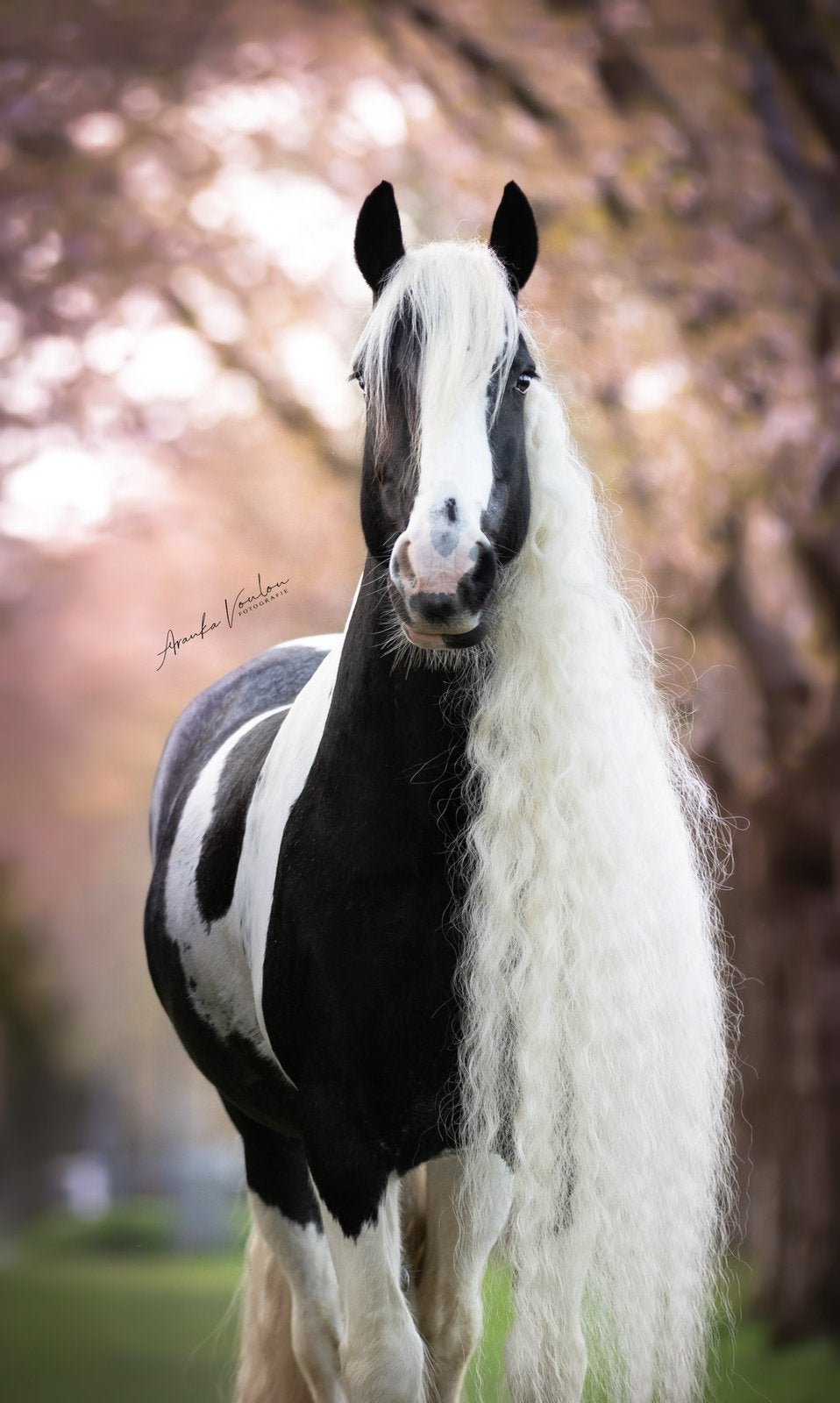 Sportieve eerlijke Tinkermerrie, Dieren en Toebehoren, Paarden, Minder dan 160 cm, L, 11 jaar of ouder, Recreatiepaard