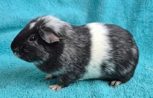 zwart magpie cavia beer, Dieren en Toebehoren, Cavia, Augustus, Mannelijk, Tam