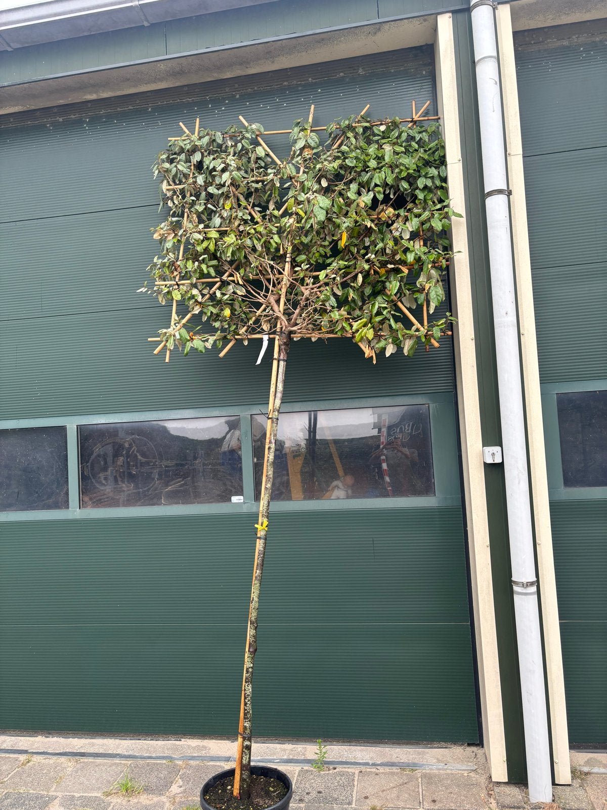 Leiboom Elaeagnus Ebbingei - Groenblijvende Olijfwilg, Volle zon, Vaste plant, Bloeit niet, Ophalen