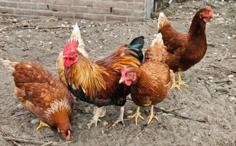 Leg kippen met een haan, Meerdere dieren, Kip