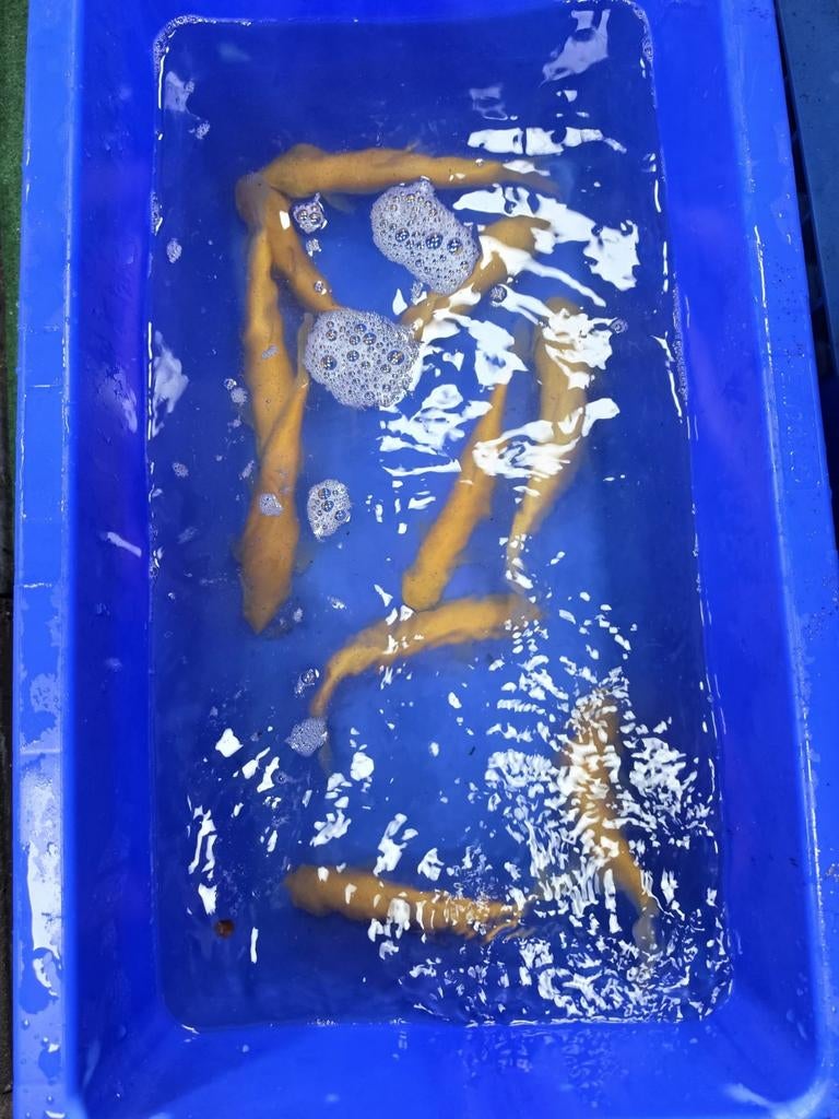 Albino graskarper 25-30cm, Karper of Koi