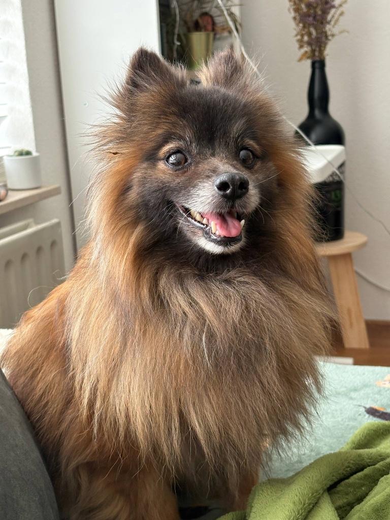 Zachte Pomeriaan vrouwtje zoekt rustig thuis, Dieren en Toebehoren, Particulier, Keeshond, Buitenland, Teef