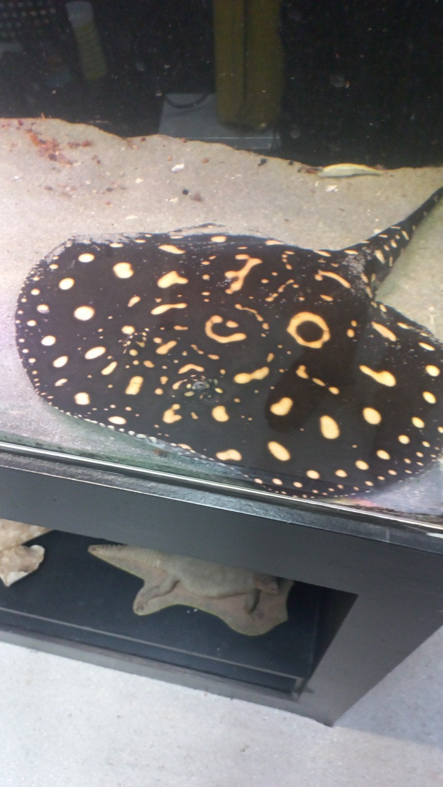 potamotrygon Black Diamond man, Dieren en Toebehoren, Vis