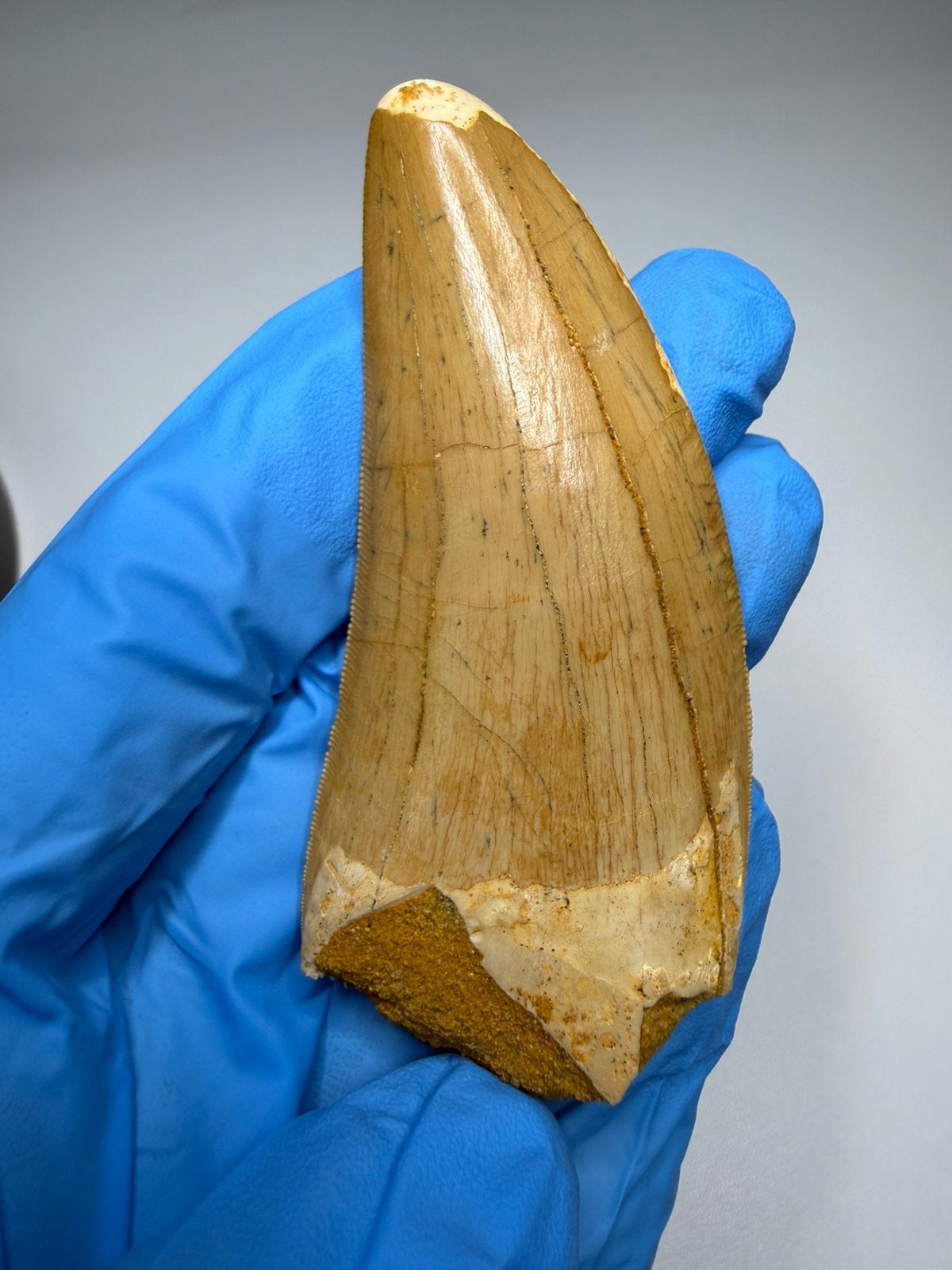 *TOP* Carcharodontosaurus tand - 7.8cm, Ophalen of Verzenden, Fossiel