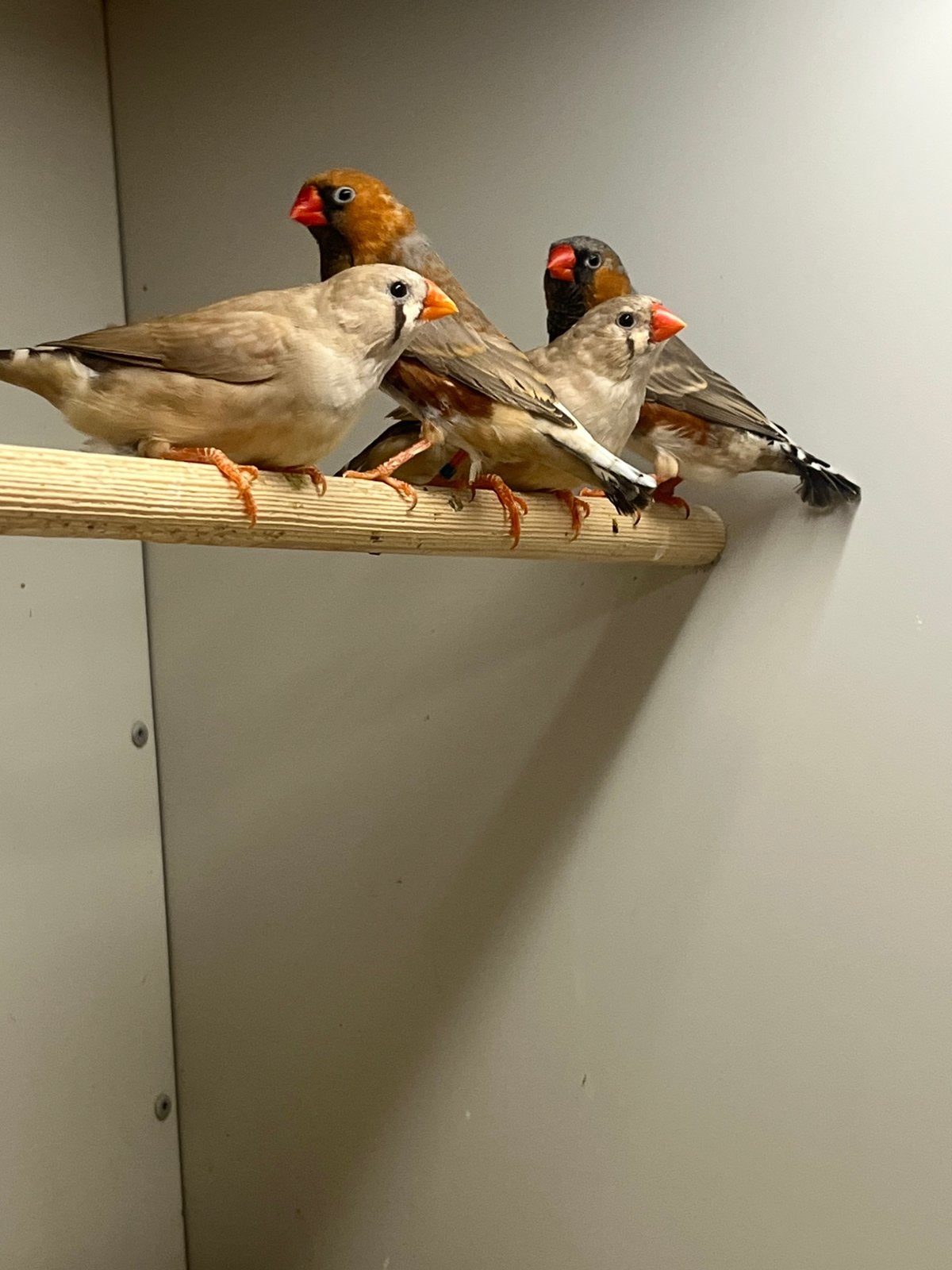 2-2 Zebravink Blackface Split Oranjeborst X Split Oranjebors, Dieren en Toebehoren, Vogels | Overige Vogels, Meerdere dieren, Tropenvogel