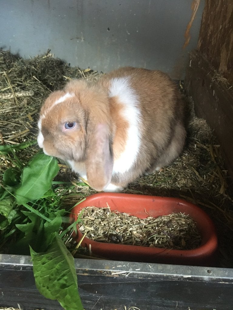 NHDxMinilop, Dieren en Toebehoren, Konijnen, Vrouwelijk, Dwerg, Hangoor, 0 tot 2 jaar