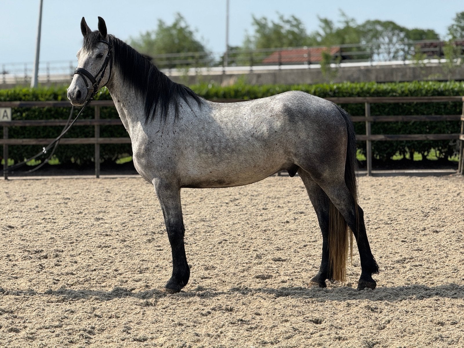 Onwijs lieve 4 jarige fries x Lipizzaner, Dieren en Toebehoren, Paarden, Ruin, Gechipt, Zadelmak, 3 tot 6 jaar