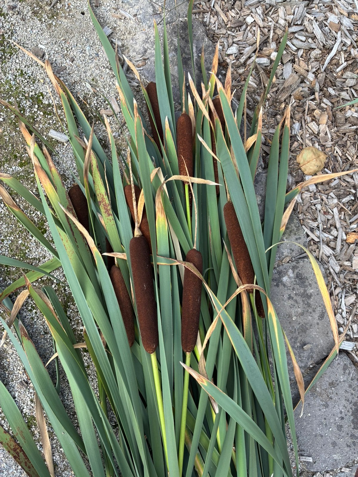 Grote Lisdodde (Kattenstaart) voor bloemsierkunst, Ophalen, Volle zon, Vaste plant, Zomer