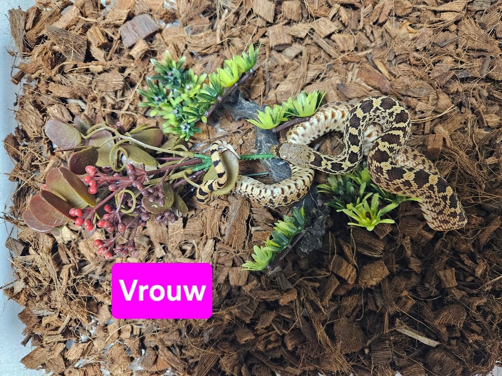 Pituophis catenifer sayi Stierslang, Slang, 0 tot 2 jaar
