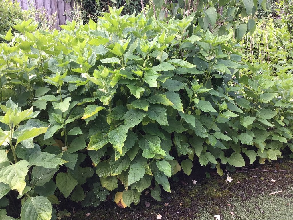 lampionplant, citroenmelisse, vrouwenmantel, Tuin en Terras, Planten | Tuinplanten, Vaste plant, Halfschaduw, Herfst, Ophalen