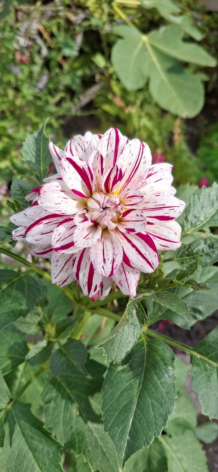 Dahlia Prince Valiant, Vaste plant, Halfschaduw, Zomer, Ophalen