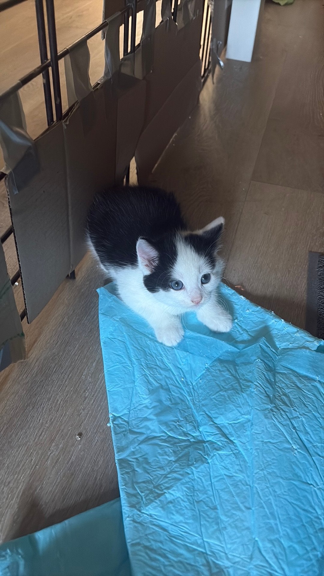 Kittens, Meerdere dieren
