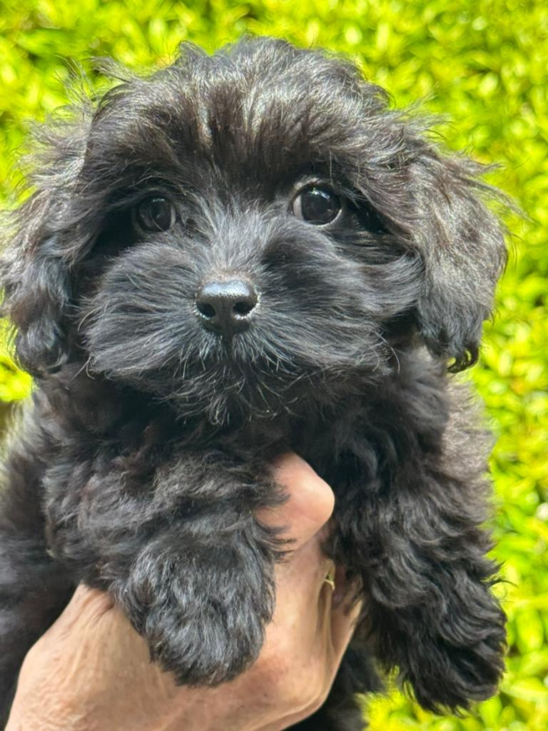 Schattige pups ( Boomer met Poedel ) div kleuren, Poedel, Parvo, Nederland, 8 tot 15 weken