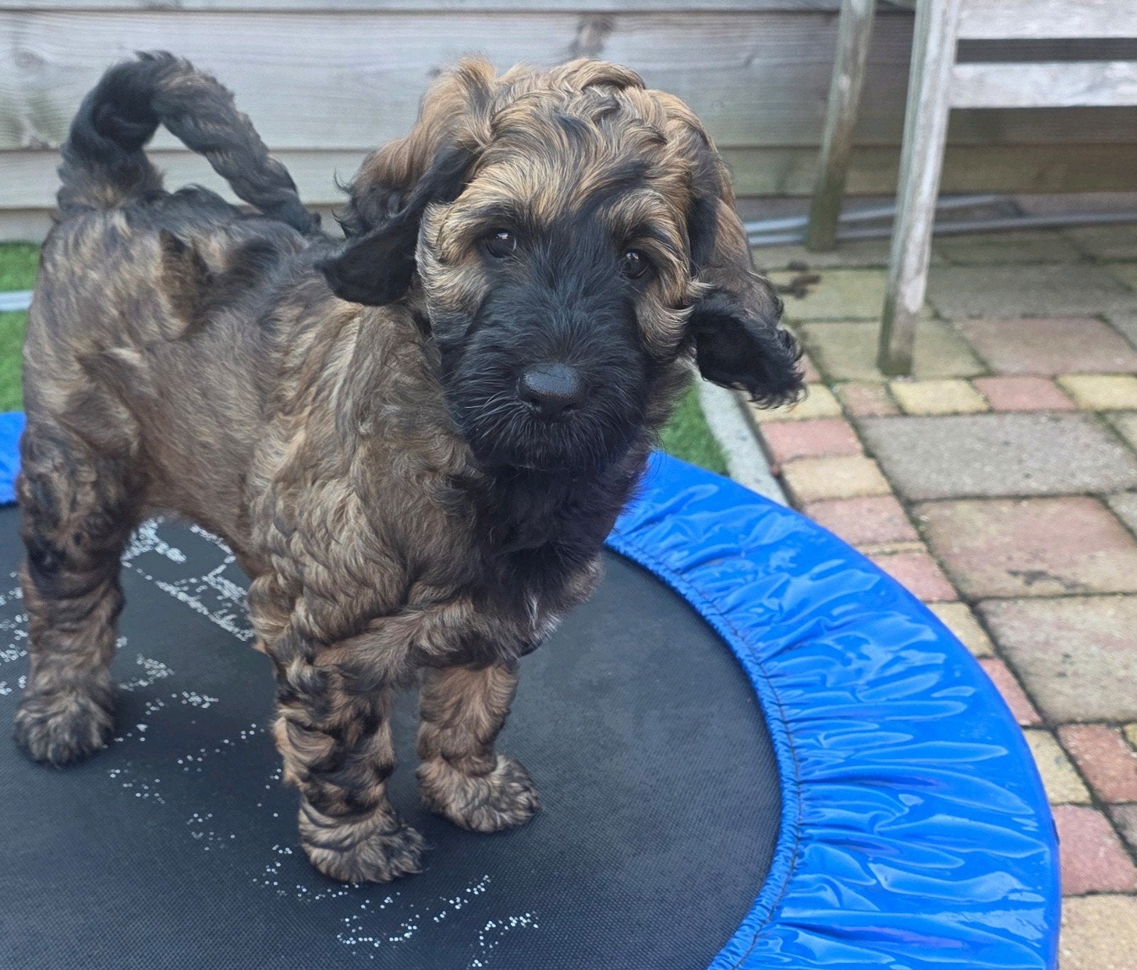 NOG ÉÉN ZELDZAME BRINDLE  labradoodle beschikbaar, 8 tot 15 weken, Meerdere, Meerdere dieren, CDV (hondenziekte)