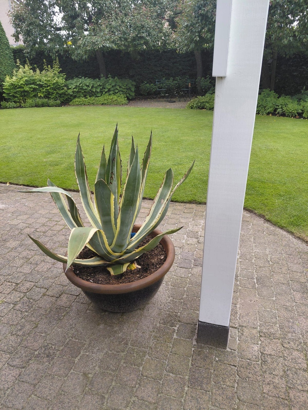 Cactus in pot, Tuin en Terras, Planten | Tuinplanten, Ophalen, Overige soorten, Volle zon