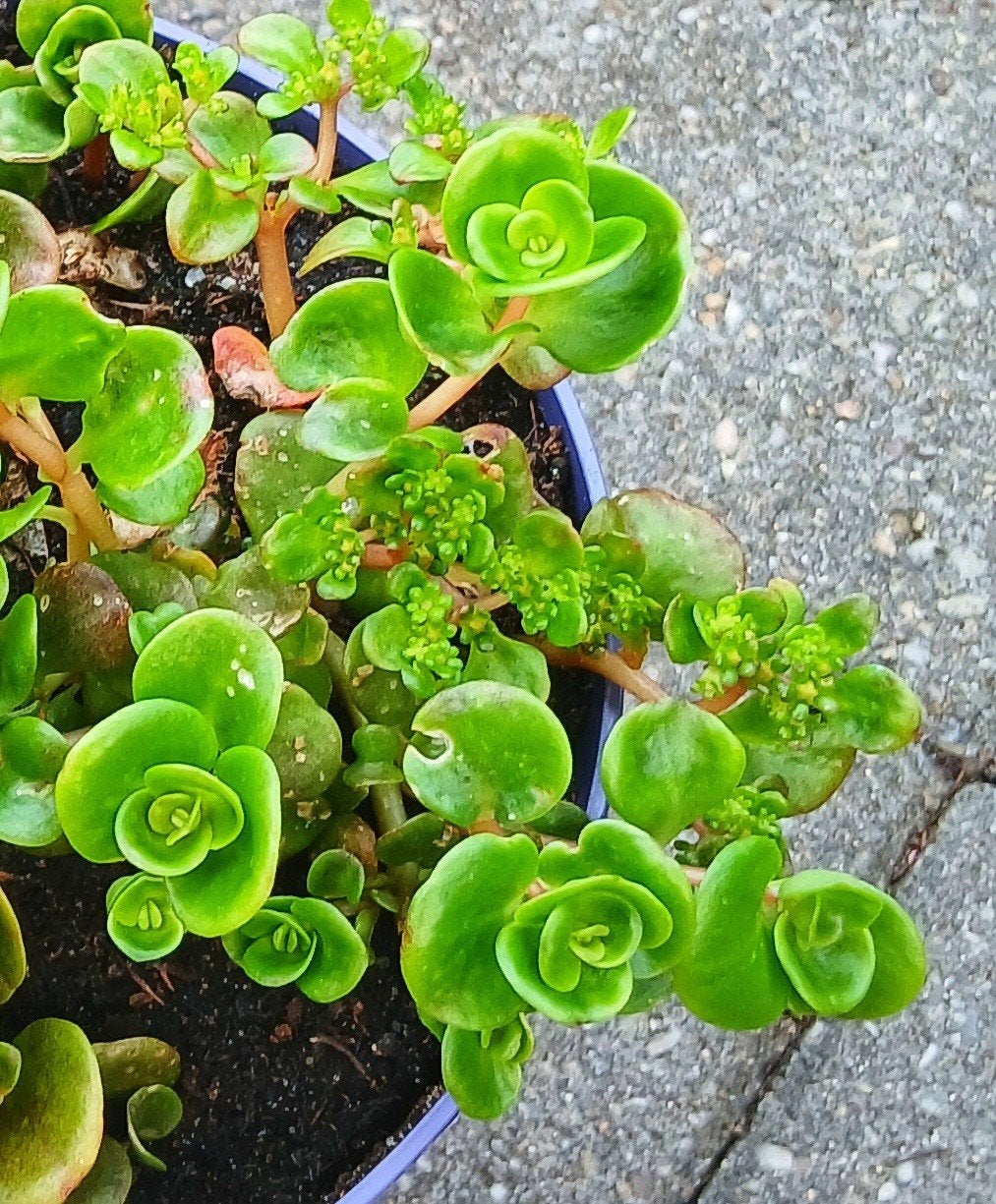 Plantjes voor leuke prijsjes, Huis en Inrichting, Kamerplanten, Ophalen, Halfschaduw, Minder dan 100 cm