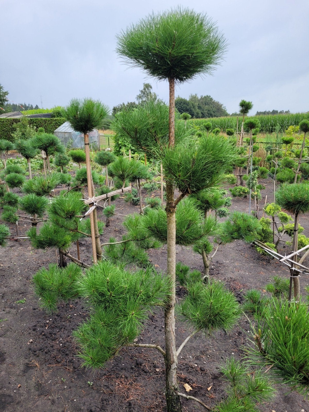 Pinus Sylvestris/Nigra Pon Pon - Reserveer nu, ophalen okt, Volle zon, Vaste plant, Bloeit niet, Ophalen