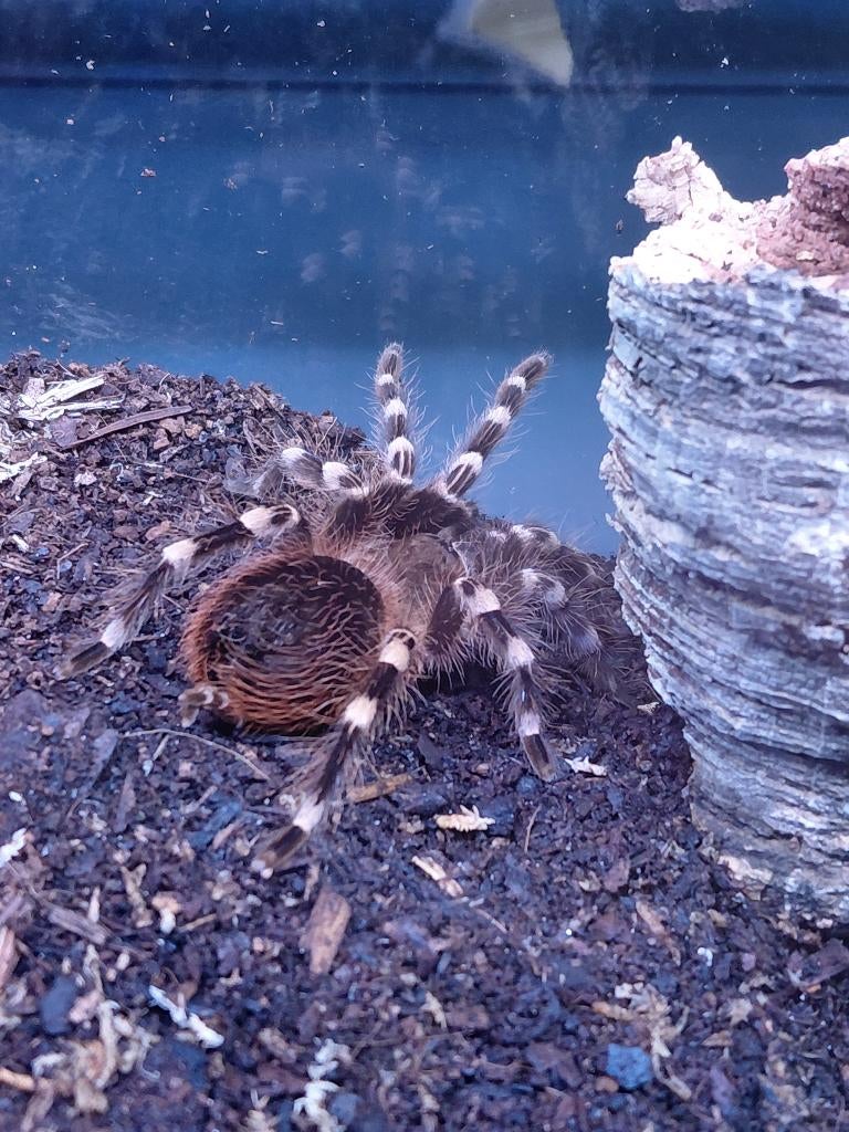Witknie vogelspin  – Acanthoscurria geniculata, Spin of Schorpioen