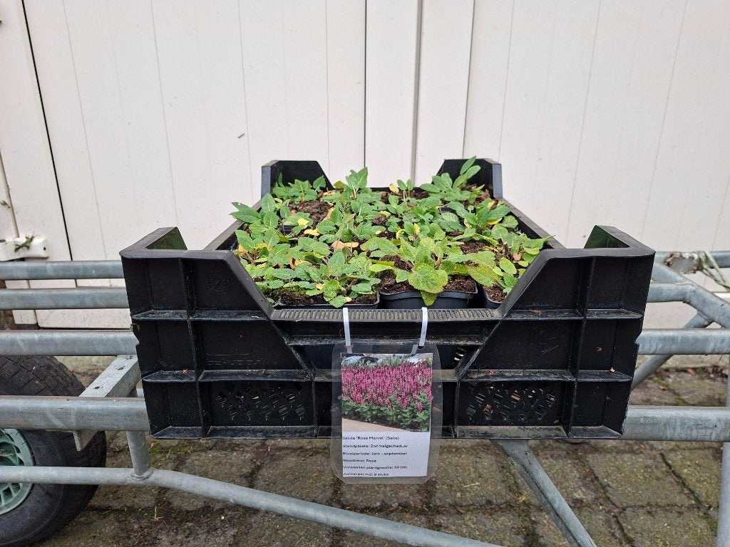 Mooie Salvia nemorosa 'Rose Marvel' (Salie) in pot!, Ophalen, Overige soorten, Volle zon