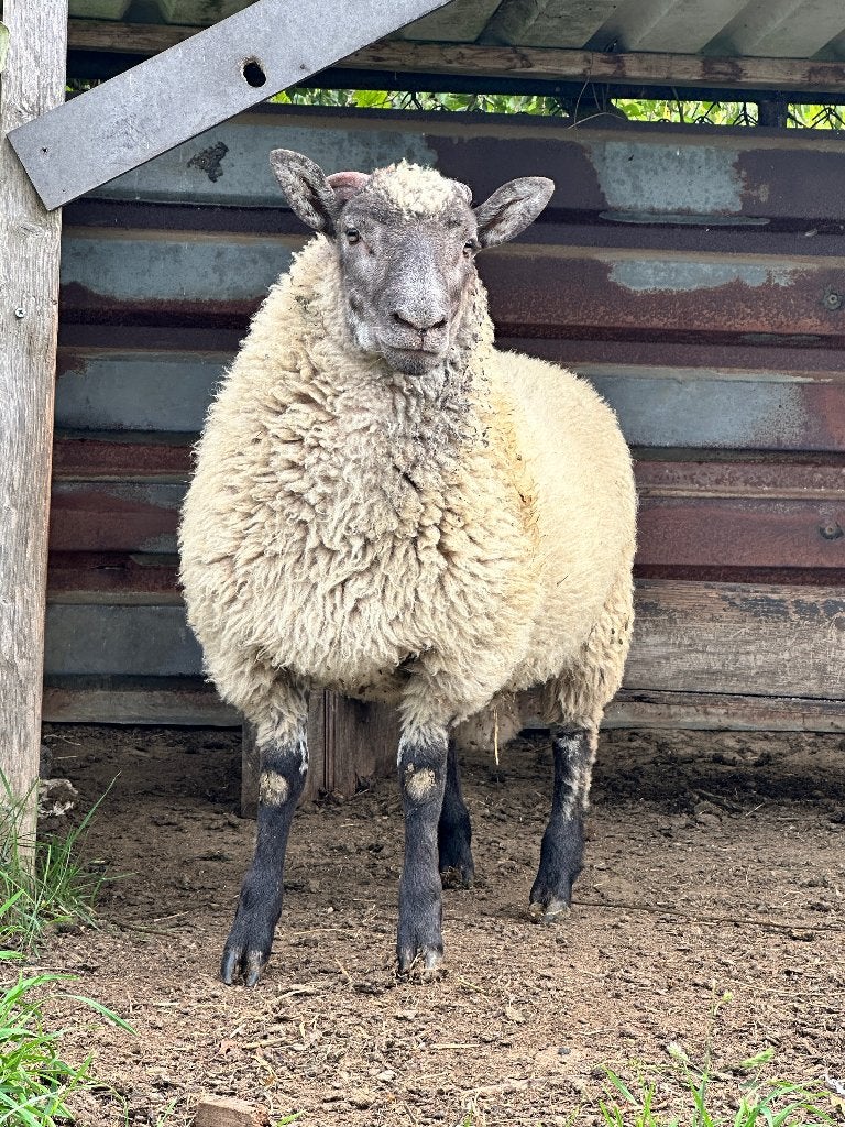 Te koop ram clun forest/swifter, Dieren en Toebehoren, Schapen, Geiten en Varkens, Mannelijk, Schaap, 0 tot 2 jaar