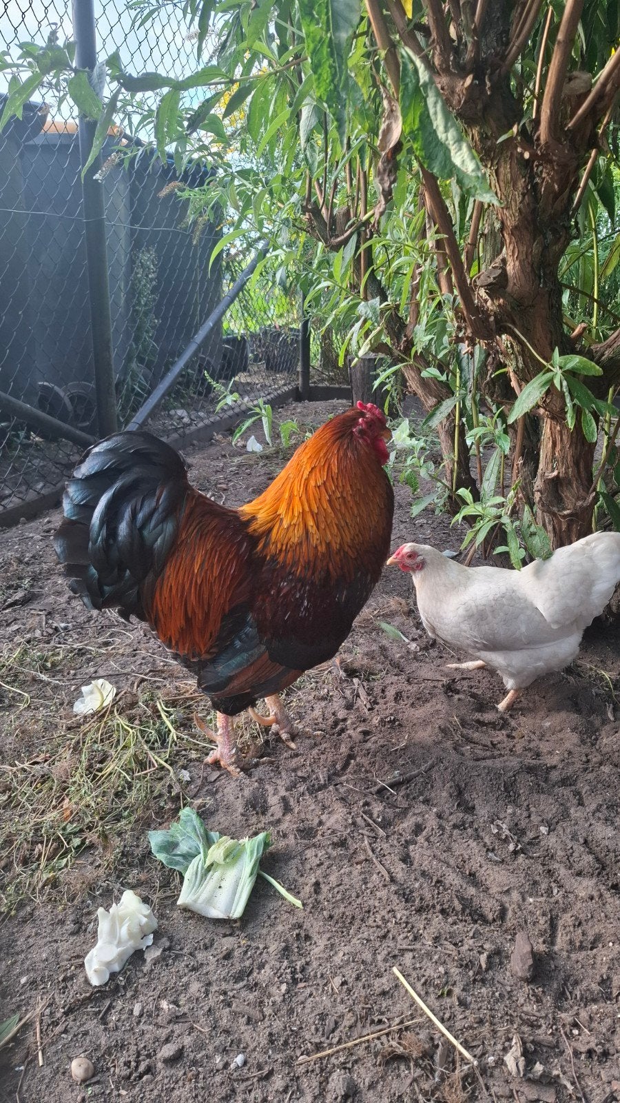 Wyandotte kriel haan, Dieren en Toebehoren, Mannelijk, Kip