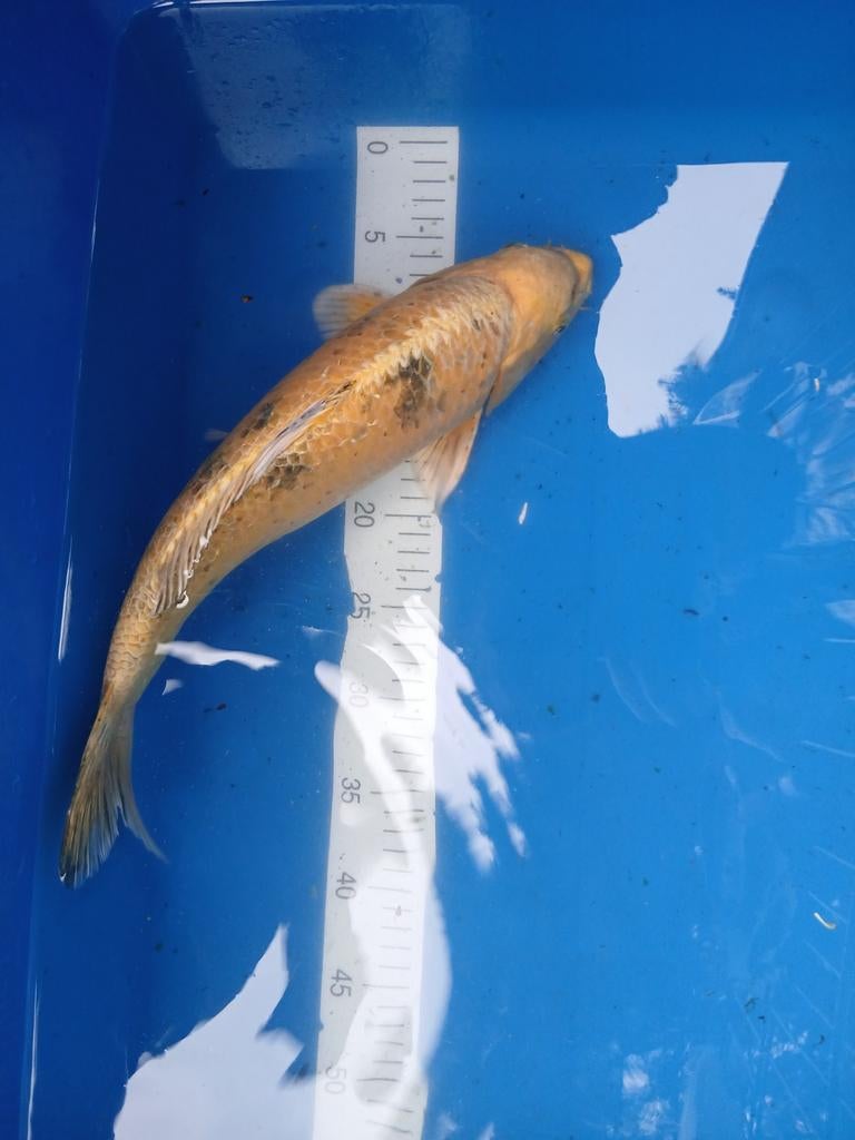 Leuke Goud zwarte koi 42 cm, Dieren en Toebehoren, Vissen | Vijvervissen, Karper of Koi