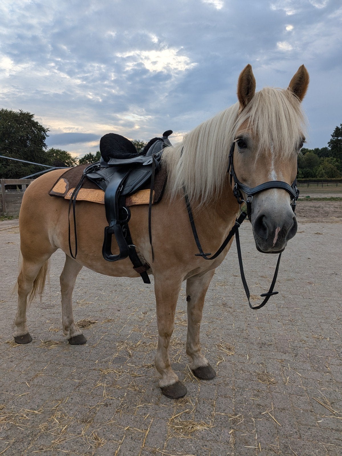 edix tiamo boomloos western 17inc, Dieren en Toebehoren, Ophalen, Zo goed als nieuw, Overige disciplines