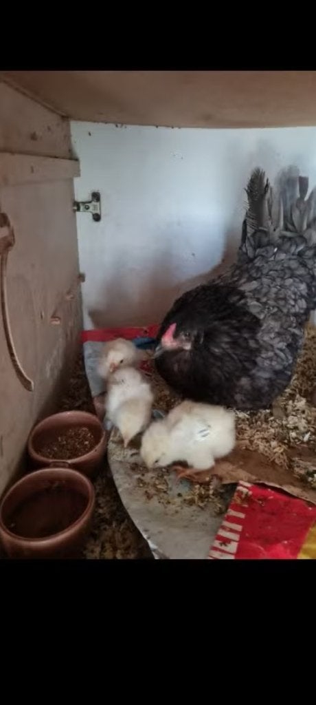 Broedeieren Araucana x Dekalb white en Isa Brown Broedeieren, Geslacht onbekend, Kip